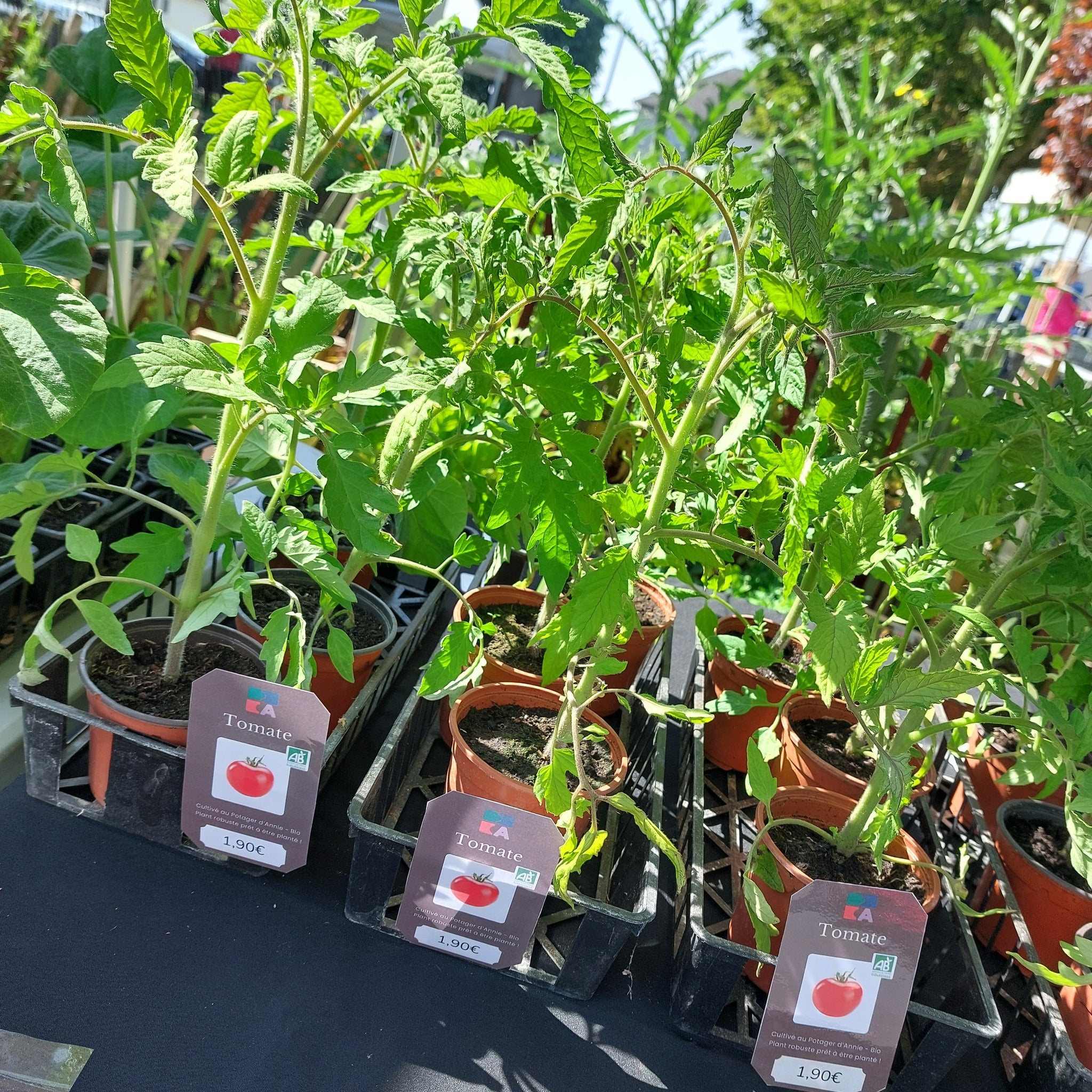 vente des plants bio du maraichage bio à colombelles