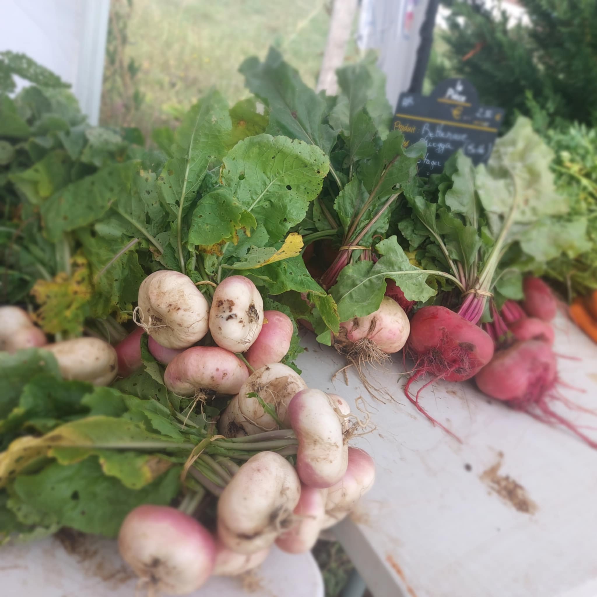 radis et navets bio à colombelles